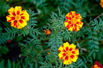 orange flowers in the garden