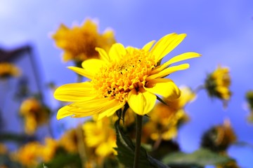 yellow flower