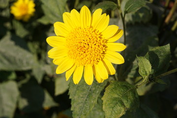 sunflower in the garden