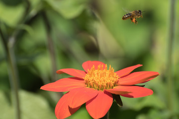 Bee collecting pollen