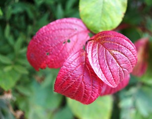 red leaf