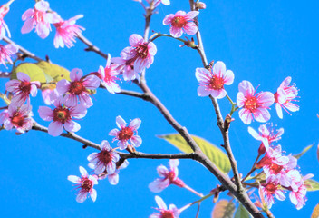 Wild Himalayan Cherry, which is known as Thai sakura flower.