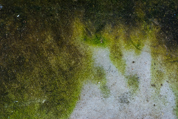 Moss background, Green moss on grunge texture.