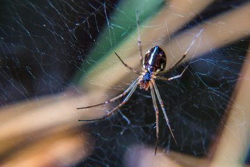beautiful spider sits on a web waiting for a victim