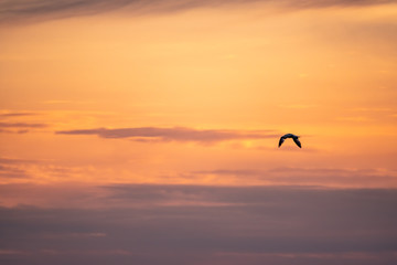 Fototapeta na wymiar The silhouette of a flying seagull. Red sunset sky background. The Black-headed Gull Scientific name: Larus ridibundus.