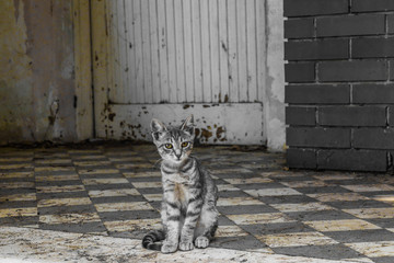 Croatian cat © Lucia
