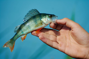 A freshwater small  perch in the hand of a fisherman. Spinning, sport fishing.  The concept of...