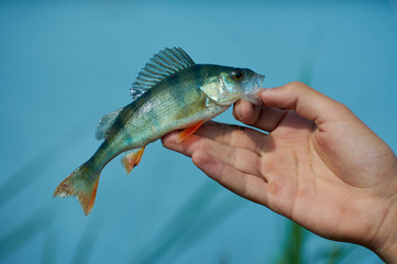 A freshwater small  perch in the hand of a fisherman. Spinning, sport fishing.  The concept of outdoor activities.
