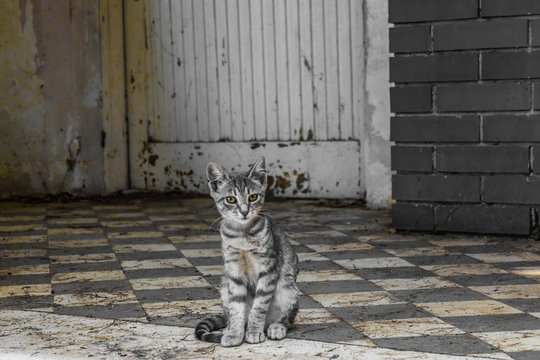 Croatian cat