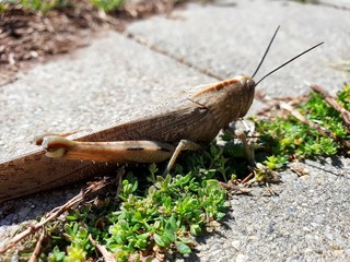 Detail of brown grasshopper on a ground