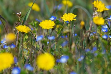 Dandelion flower in a green meadow with small blue flowers
