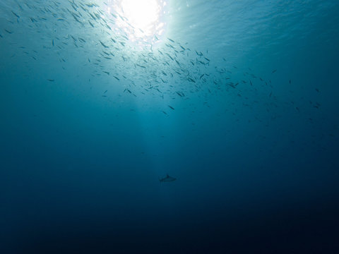 Murs de requins