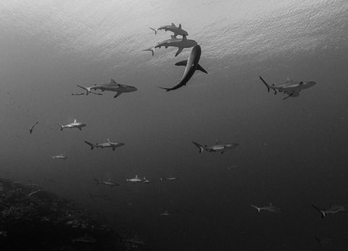 Murs de requins