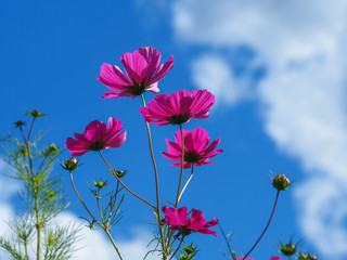 Tall pink Cosmos flowers reaching towards a blue sky in a summer garden