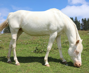 Obraz na płótnie Canvas white albino horse white grazing in mountain