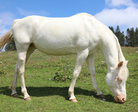 white albino horse white grazing in mountain