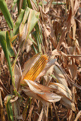 big yellow ear of corn