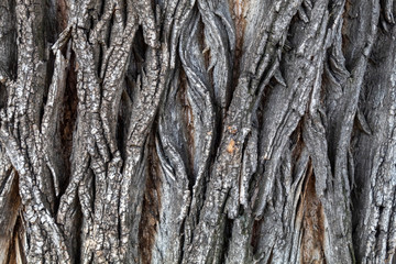 Closeup Tree Bark Texture For Background or Overlay	