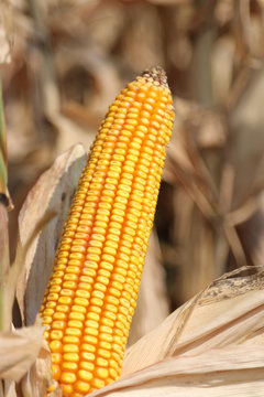 Croen Bilder Durchsuchen 285 Archivfotos, und Videos