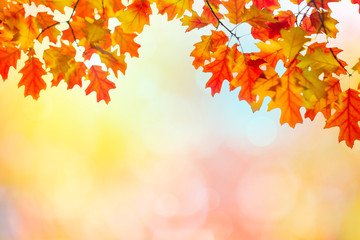 Naklejka na ściany i meble Colorful autumn tree leaves background with copy space