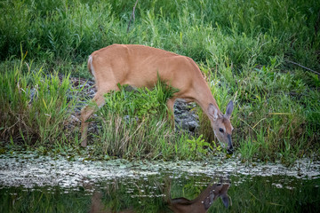 deer in tall grass by water