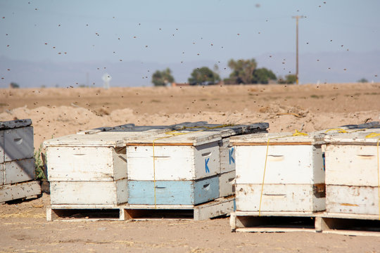Bee boxes in the California desert
