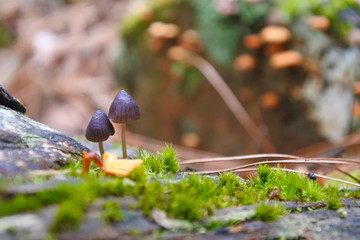 Forrest  landscape with mushrooms and plants