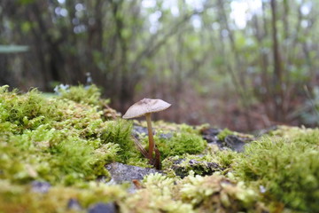 Forrest  landscape with mushrooms and plants
