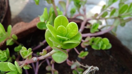 young plant in the garden