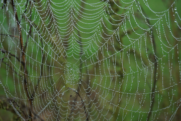 telaraña