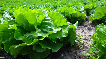 Frischer Bio Kopfsalat Salat Anbau auf Feldern Plantage