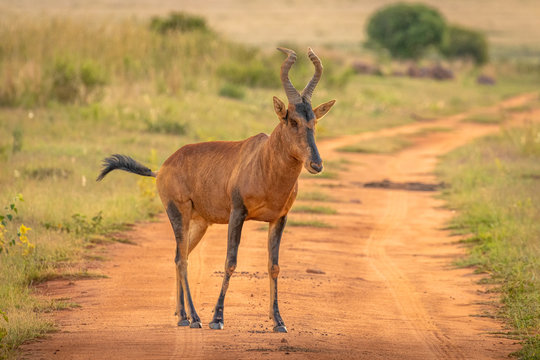 Portrait of a red hartebeest (Alcelaphus buselaphus), Welgevonden Game Reserve, South Africa.