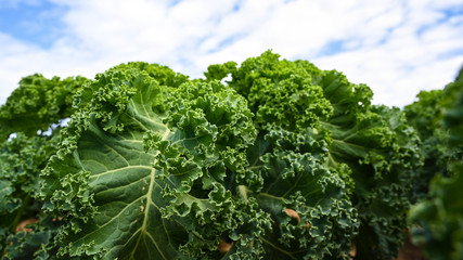 Bio kale on a vegetables Farm with agriculture