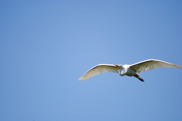 Vuelo