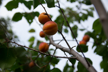 A bunch of ripe apricots on a branch