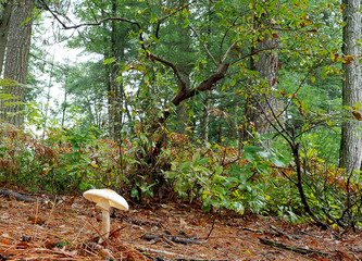 mushroom in the forest
