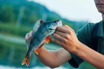 Caught trophy fish perch in the hand of a fisherman.  Spinning sport fishing.  Catch & release. The concept of outdoor activities.