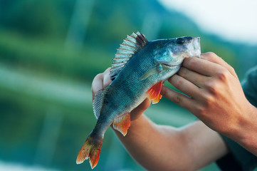 Caught trophy fish perch in the hand of a fisherman.  Spinning sport fishing.  Catch & release. The concept of outdoor activities.