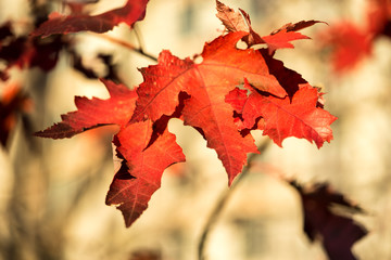 Orange leaves with blurred cream background 