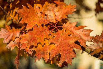 Orange brown leaves on branch 