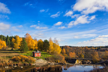 Autumn birch trees with yellow leaves under bright blue sky at Lieto, Finland.