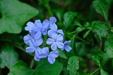 Beautiful Cape Leadwort, White Plumbago, Sky Flower with green leaves background.