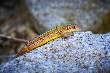Meadow lizard ( Darevskia pontica ) sitting on a rock