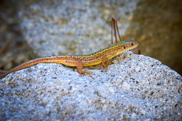 Meadow lizard ( Darevskia pontica ) sitting on a rock