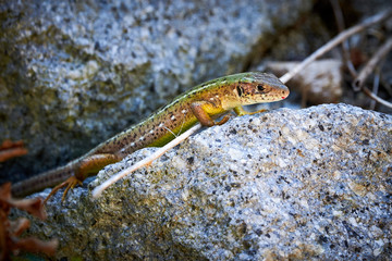 Meadow lizard ( Darevskia pontica ) sitting on a rock