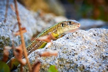 Meadow lizard ( Darevskia pontica ) sitting on a rock