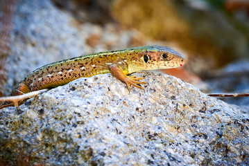 Meadow lizard ( Darevskia pontica ) sitting on a rock