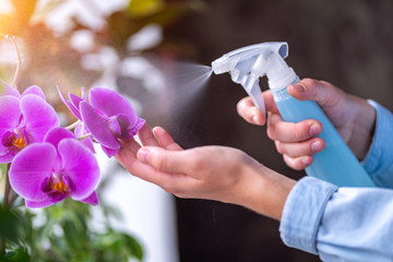 Woman sprays plants in flower pots. Housewife taking care of home plants at her home, spraying orchid flower with pure water from a spray bottle