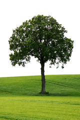 Naklejka premium tree green meadow