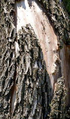Naklejka premium bark of a tree